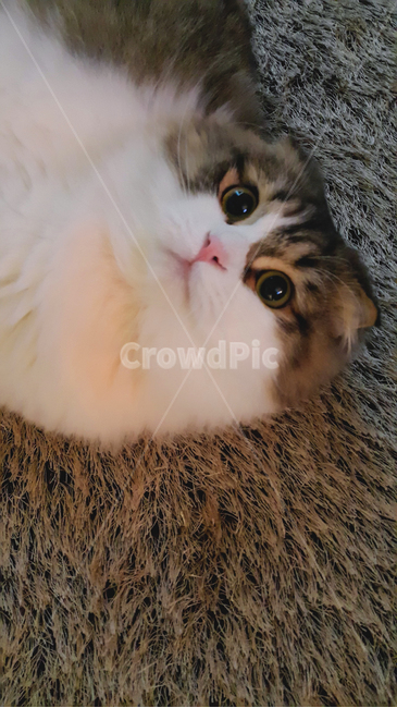 고양이,귀여움,카펫,스코티쉬폴드,동물,귀염,포유류,animal,갈색,mammal,cat,kitten,kitty,반려동물,애완동물,cute,사랑스러움,lovely,반려묘,펫,pet,brown,동물,animal,포유류,mammal,고양이,cat,kitten,kitty