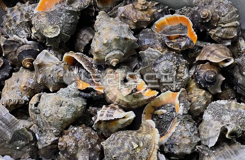 conch,seafood,Wang Sora,turbanshell,Boiled conch,shellfish,sea animals,true conch,Steamed sea conch,animal,sea creatures,topshell,invertebrates,seaanimal,horn conch,marine life,fish and shellfish