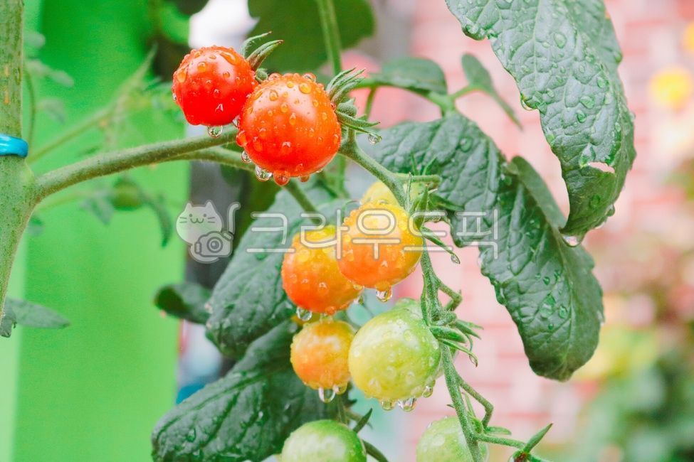 water drop,Cherry tomato,Plants after the rain,plant,tomato