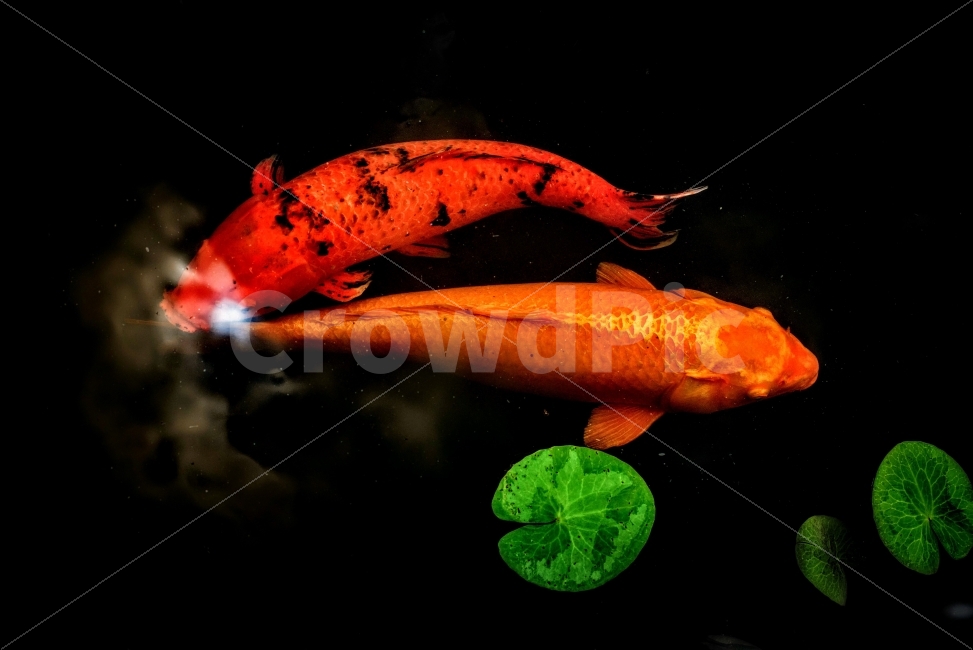 연못,잉어,물고기,연꽃잎,민물고기,호수,동물,자연,동물,animal,어류,물고기,fish