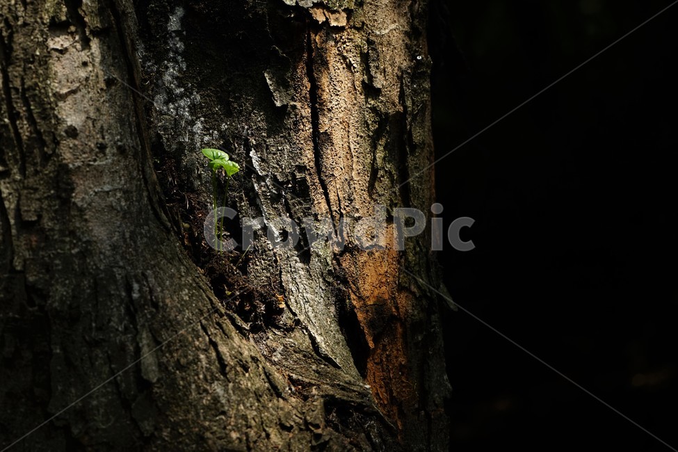숲,나무,자연,고목,싹,bud,tree,woods,nature,oldtree,식물,자연,plants,nature