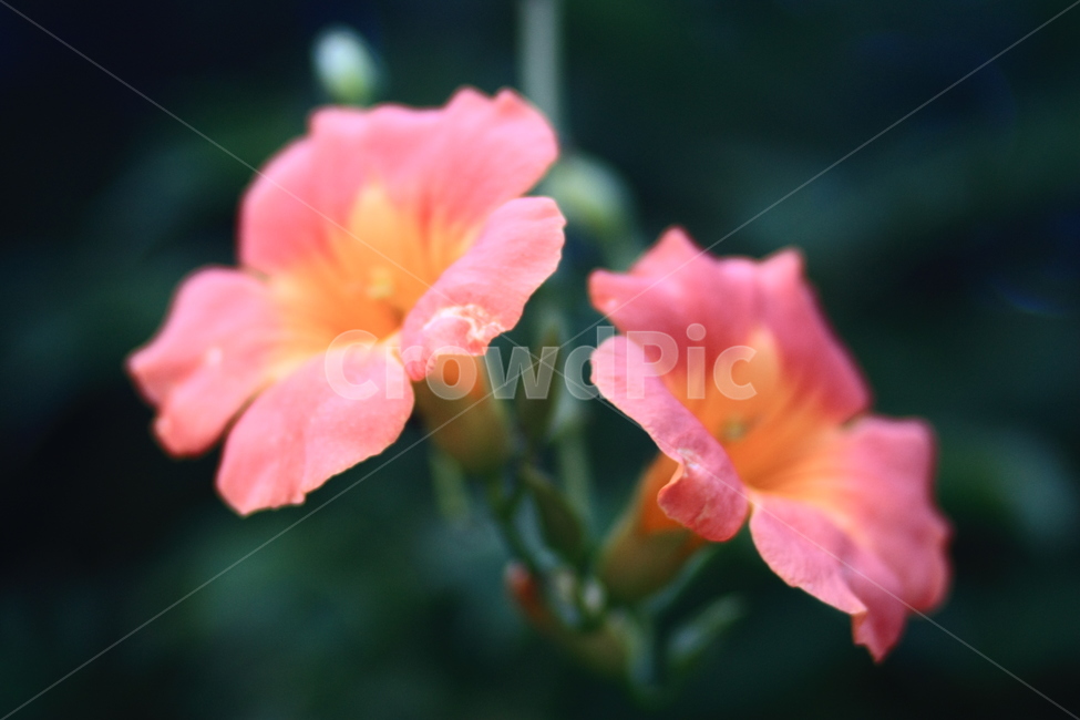 자연,식물,꽃,풀,nature,plant,flower,grass,식물,자연,plants,nature,꽃,flower