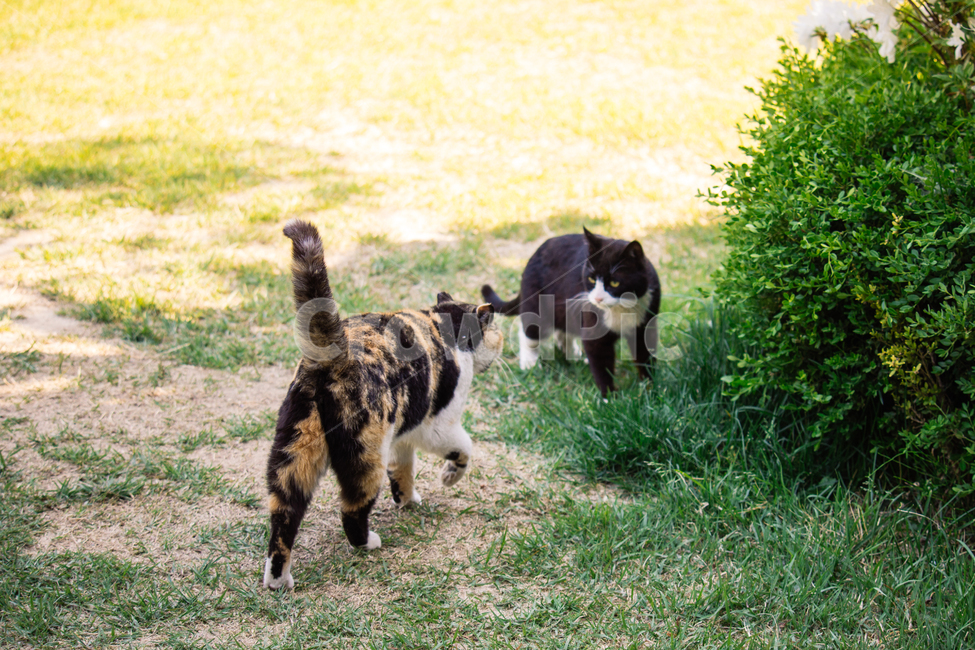 냥냥이,고양이,캣,cat,길고양이,삼색이,동물,animal,포유류,mammal,고양이,cat,kitten,kitty