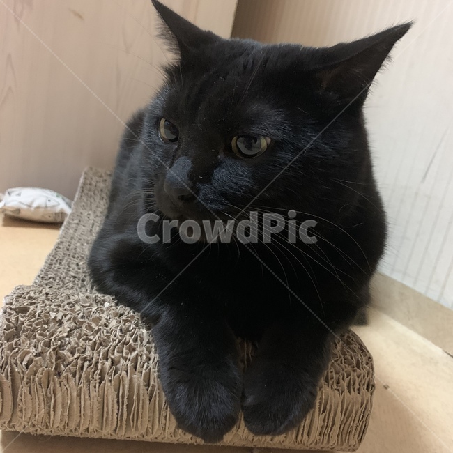 cat,고양이,애완동물,집사,고양이옆모습,까만고양이,blackcat