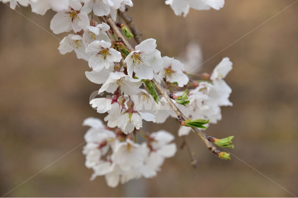 봄꽃,산청읍,산청,산청벚꽃,벚꽃,봄,계절,spring,season,식물,자연,plants,nature,꽃,flower,plant