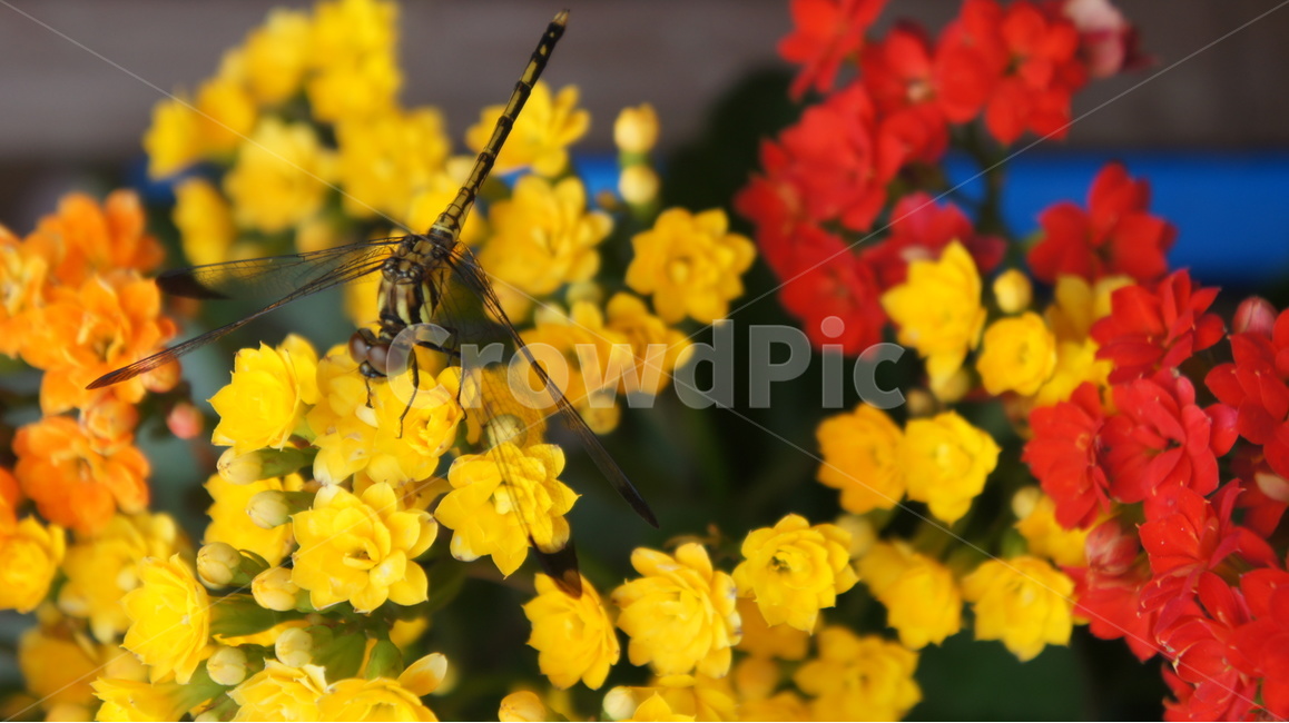 잠자리,꽃,노랑,식물,곤충,식물,자연,plants,nature,꽃,flower,동물,animal,곤충,벌레,insect,bug