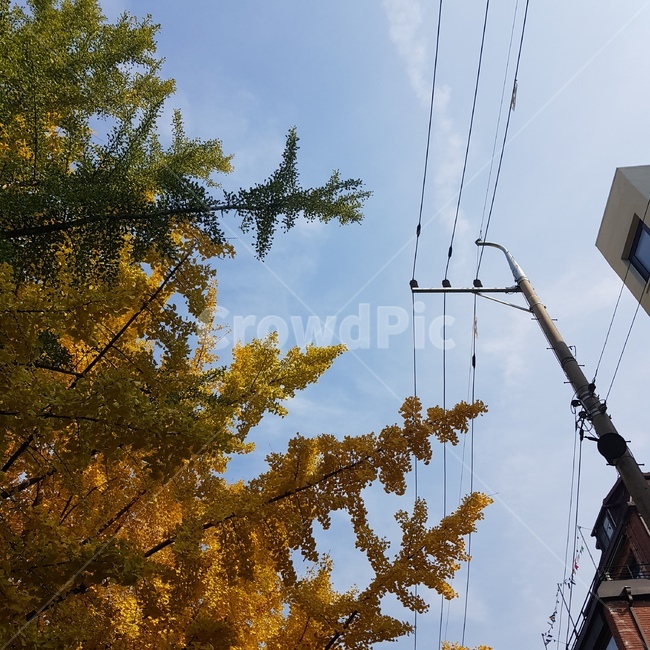 단풍,maple,전봇대,건물,하늘,sky