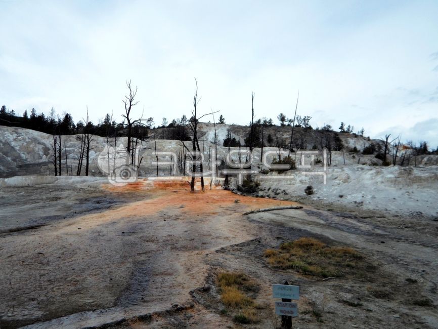 옐로우스톤,국립공원,천사테라스,미국,와이오밍,유네스코,세계자연유산,유황,산성,신비로운,자연,옥외,풍경,경치,경관,yellowstone,nationalpark,angelterrace,usa,wyoming,unesco,worldnaturalheritage,sulfur,acid,mystical,nature,outdoor,landscape,scenic,wood,나무,tree