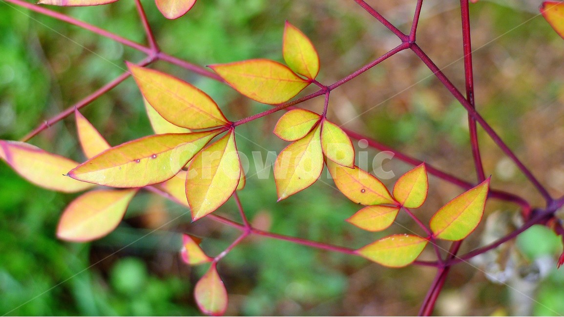 나무,잎,봄,가지,자연,식물,자연,plants,nature