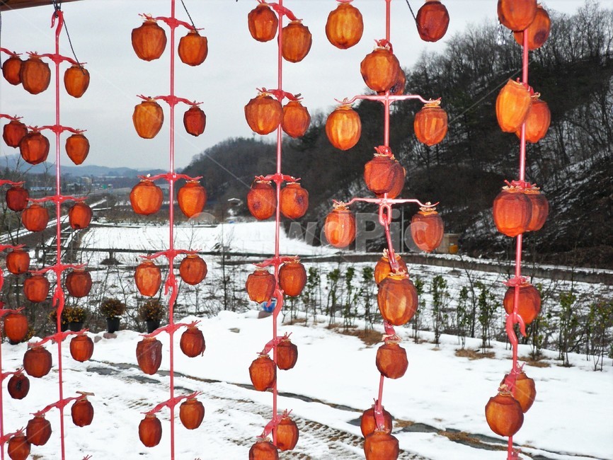 곶감,건시,전통먹거리,의례용,간식용,식생활,농촌풍경,겨울,계절,winter,season,과일,열매,fruit