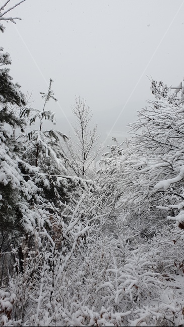 설경,눈,눈오는날,눈길,눈내린산,눈꽃,겨울,계절,winter,season,자연,풍경,nature,landscape,outdoors,옥외,snow