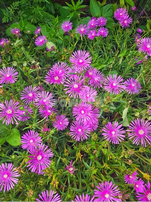 식물,꽃,plant,flower,송엽국,화단,iceplant