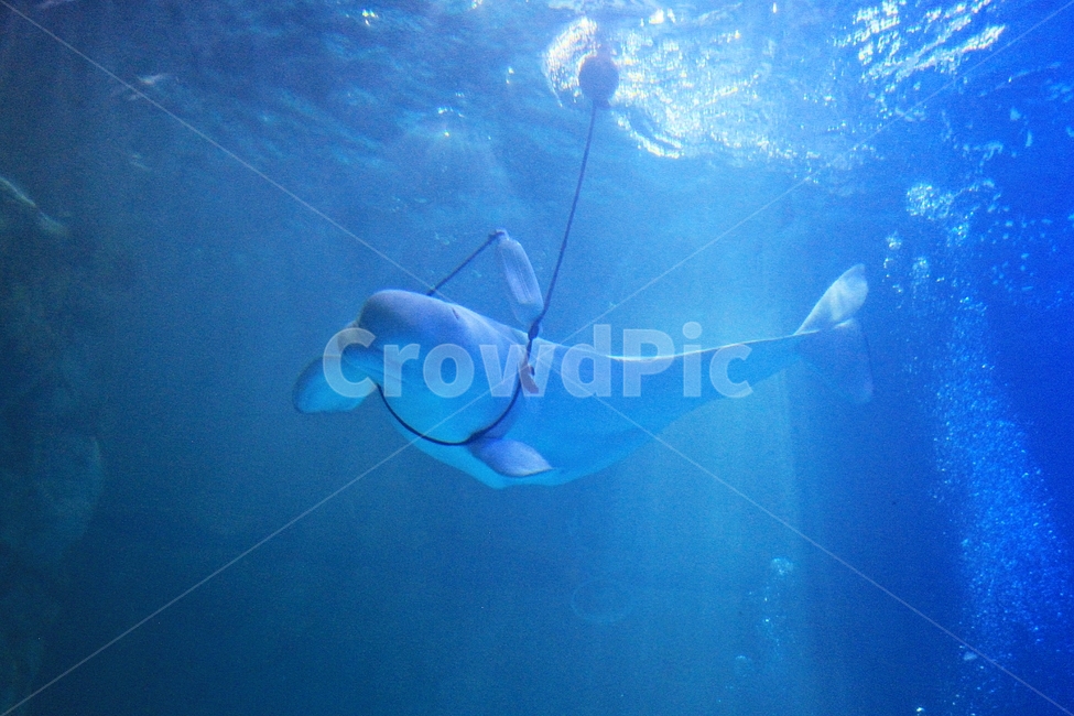 돌고래,고래,아쿠아리움,수족관,포유류,물,동물,animal,포유류,mammal