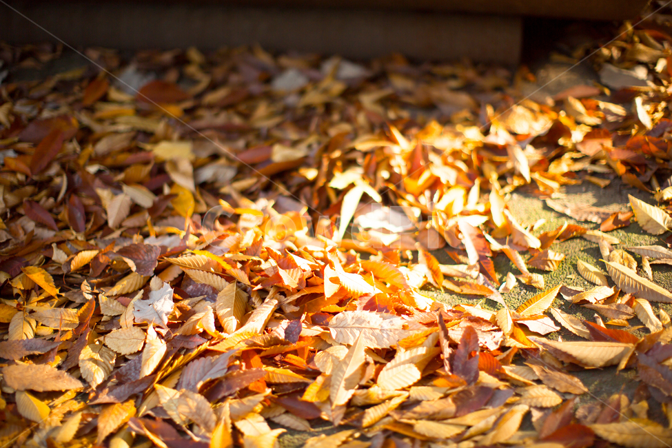 가을,노란색,단풍,노랑,가을색,빛,노랑노랑,옐로우,yellow,autumn,바스락,반짝반짝,따스함,한적함,plant,식물,leaf,잎