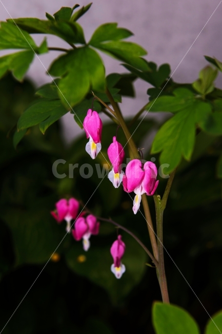 식물,꽃,금낭화,봄꽃,들꽃,식물,자연,plants,nature,꽃,flower