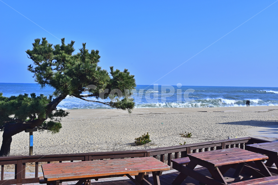 바닷가,파도,바다,동해바다,소나무,해안가,모래밭,sandybeach,coast,seashore,seaside,한국자연풍경,풍경,landscape,모래사장,해수욕장,데크,쉼터,휴식처,나무의자,테이블,나무,해송,푸른하늘,포말,바다풍경,물,water,background,백그라운드,배경,바탕,옥외,야외,outdoor,healing,nature,자연,사람들,연인,deck