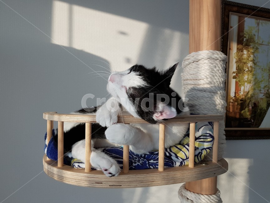 고양이,캣타워,cat,cattower,검정색,흰색,동물,animal,포유류,mammal,고양이,cat,kitten,kitty