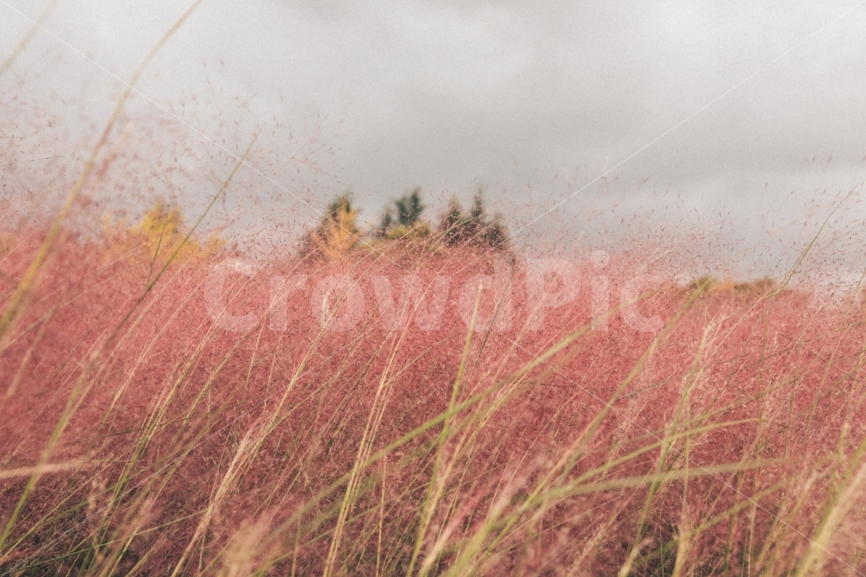 핑크뮬리,연인,분홍색,핑크색,꽃,경주,경주핑크뮬리,억새,가을,계절,fall,autumn,season,식물,자연,plants,nature,감성,sensible,feeling