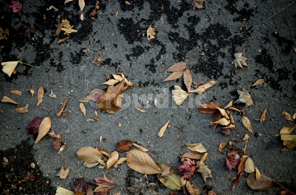 낙엽,아스팔트,바닥,늦은가을,겨울,가을,계절,fall,autumn,season,식물,자연,plants,nature,plant,leaf,잎,ground
