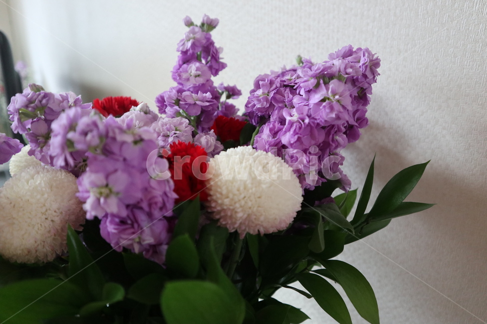 카네이션,꽃,flower,꽃다발,흰꽃,식물,자연,plants,nature,꽃,flower