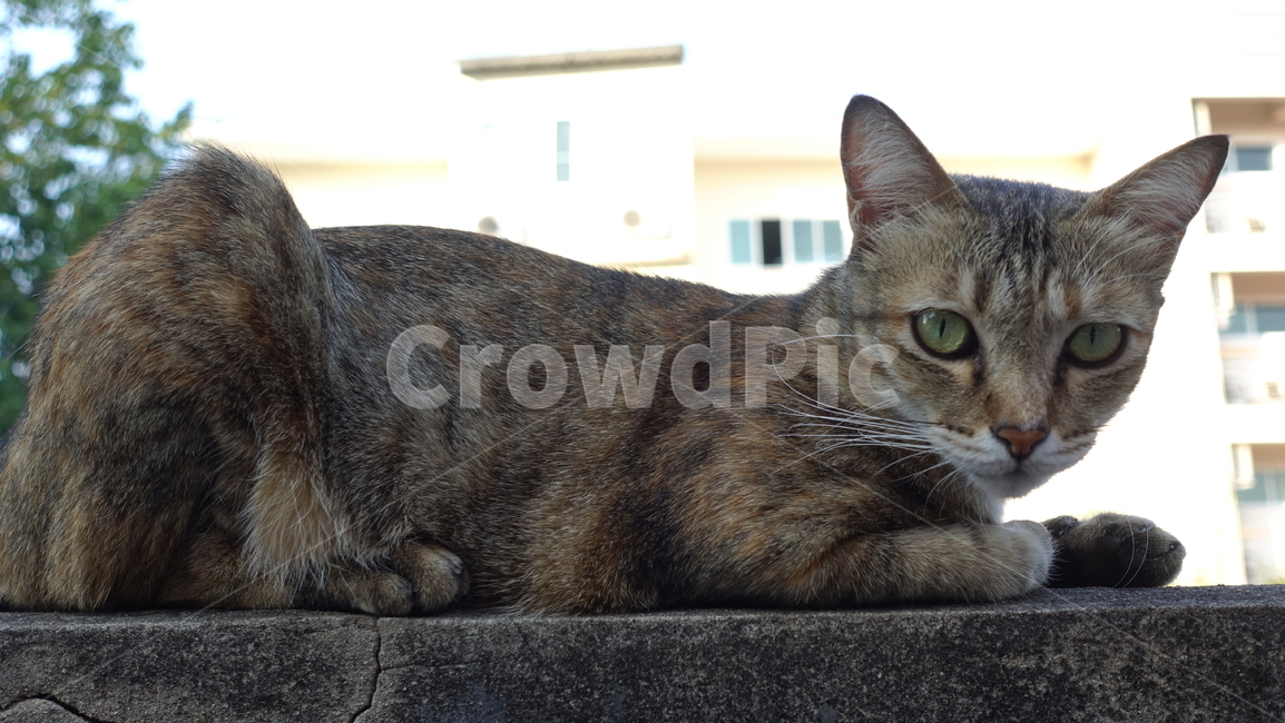 mammal,포유류,cat,고양이,abyssinian,아비시니안,pet,애완동물,animal,동물