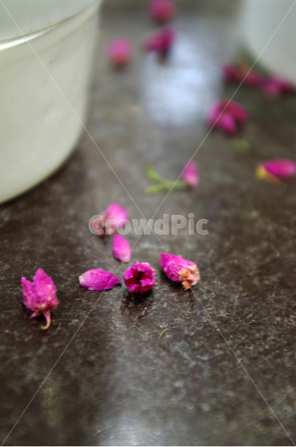 꽃,flower,꽃잎,낙화,계절,봄,spring,식물,plant,자연,nature,꽃,flower