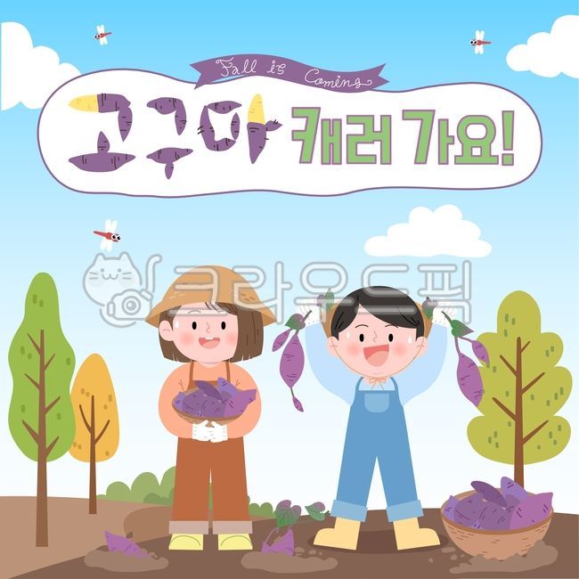 Sweet potato digging,sweet potato experience,sweet potato,sweet potato experience farm,sweet potato farming,fall harvest,fall,agricultural products,root vegetables,sweet potato field,harvest experience,farming experience,vegetable garden,swee