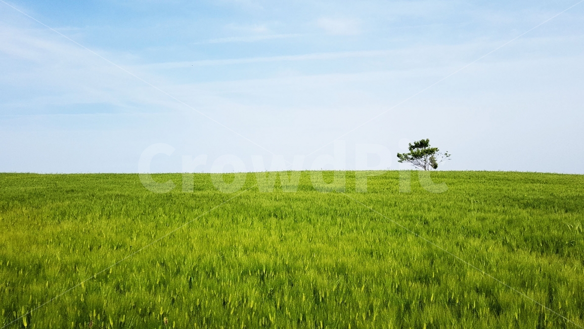 보리,보리밭,고창,청보리밭,자연,풍경,여행,휴식,힐링,travel,nature,landscape,자연,풍경,nature,landscape,field,들,outdoors,옥외,grassland,목초지