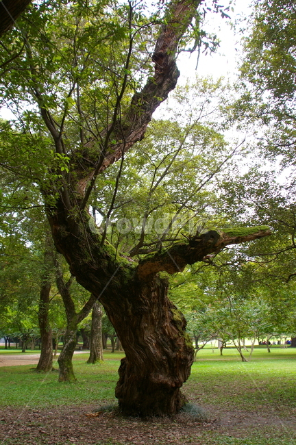 나무,식물,tree,plant,야외,treetrunk,나무줄기