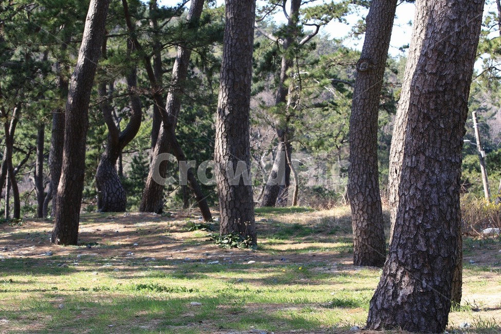 소나무,나무,숲,수형,finetree,산