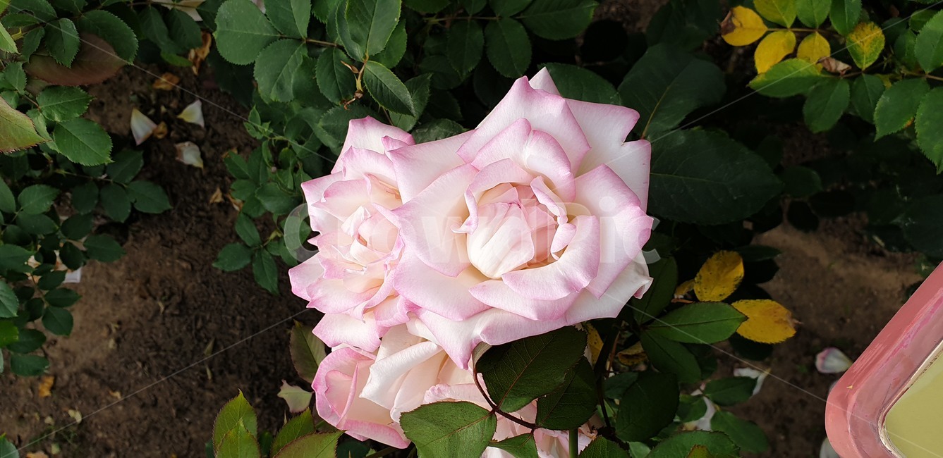 꽃,장미,분홍색,흰색,rose