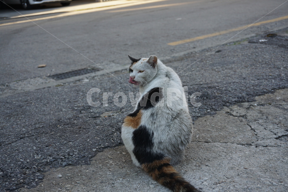 길고양이,고양이,길냥이,동물,cat,일상,도시,골목길,감성,동물,animal,포유류,mammal,고양이,cat,kitten,kitty
