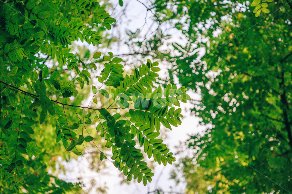 나무,나뭇잎,아카시아,아카시아나무,풀잎,초록,햇살,싱그러운,tree,green,leaf,식물,자연,plants,nature