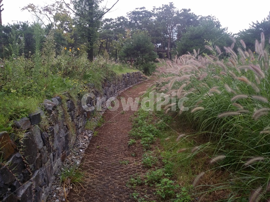 길,강아지풀,담장,자연,road,away,nature,plant,식물,자연,풍경,nature,landscape,ground,바닥,grass,잔디