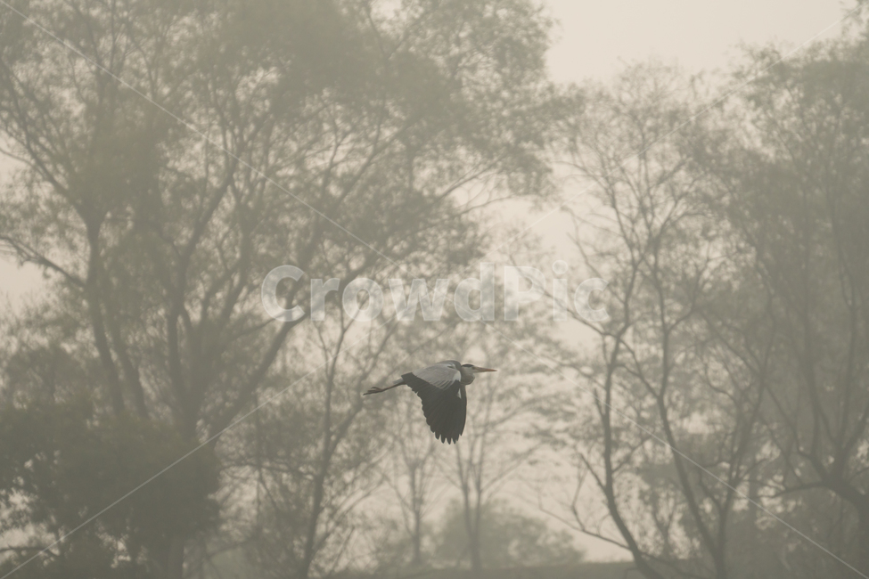 조류,탐조,새,텃새,철새,bird,동물,animal,조류,새,birds