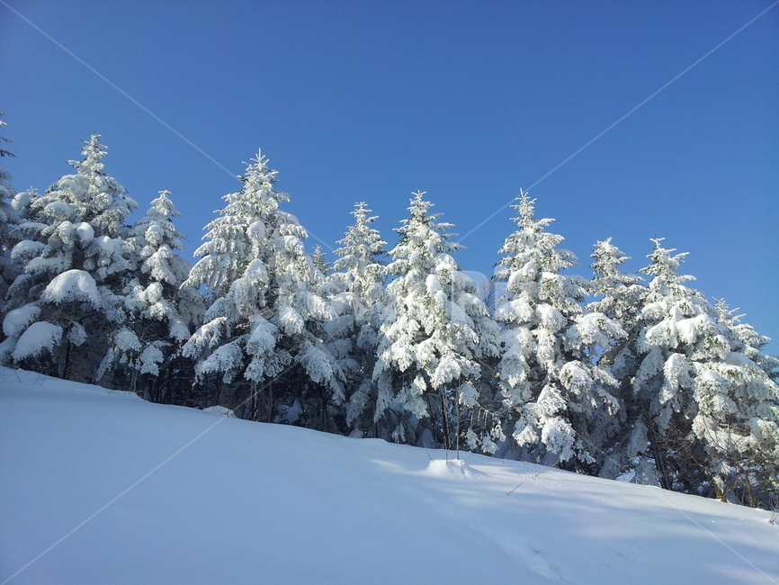설경,전나무,식물,눈,풍경,겨울,계절,winter,season,자연,풍경,nature,landscape