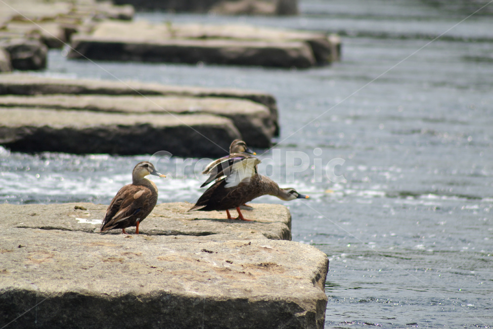 flight,takeoff,Capture the moment,nature,whitecheeked black duck,riverside,water,summer,diving,swarm,duck,sight,River,animal,Gapcheon,river,visitor