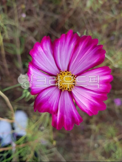 코스모스,꽃,flower,가을,꽃잎