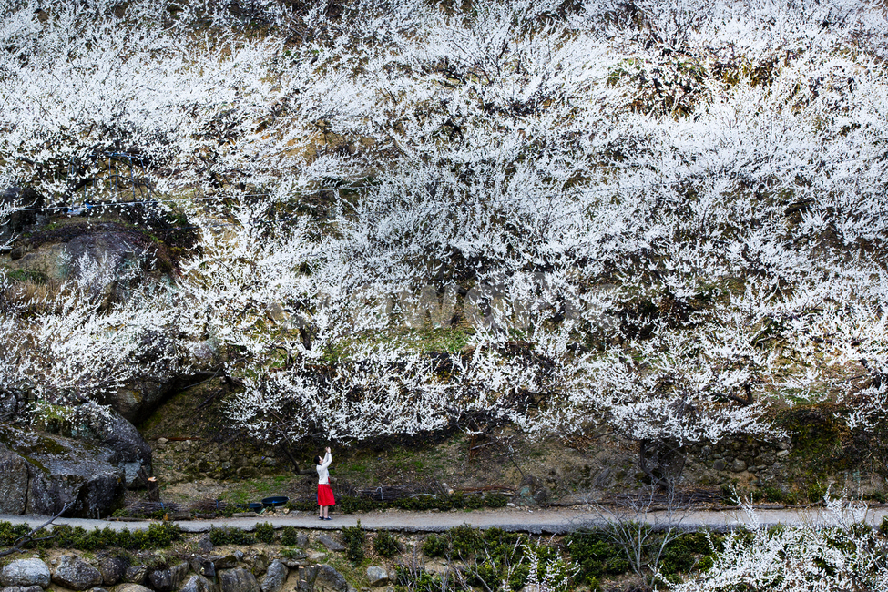 매화,매화꽃,매실농원,광양,길,여인,plum,plumblossoms,plumplantation,봄,계절,spring,season,자연,풍경,nature,landscape,사람,인물,인간,human,person,여성,여자,woman,female,lady,plant,식물,flower,꽃,blossom