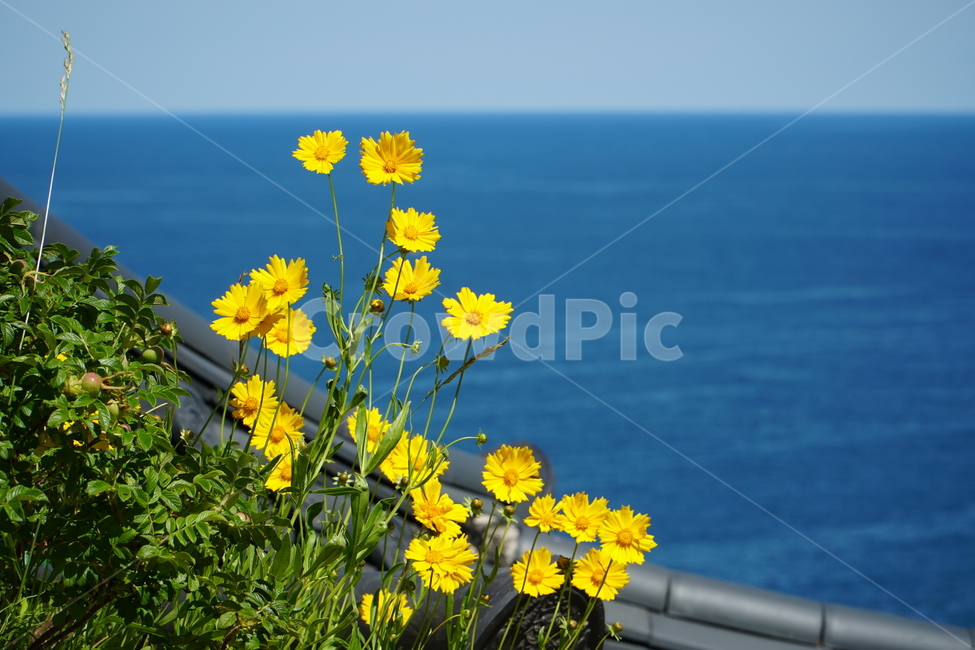 꽃,꽃밭,금계국,큰금계국,노란꽃,노랑꽃,자연,활짝,노란,노랑,봄,flower,yellow,spring