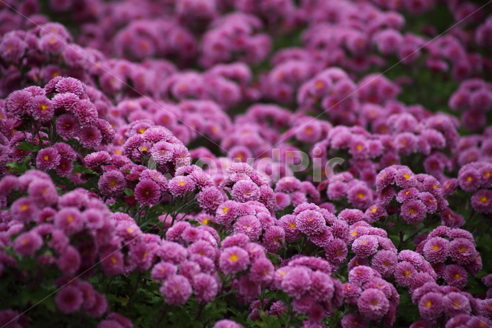 국화,식물,꽃,가을꽃,chrysanthemum,식물,자연,plants,nature,꽃,flower