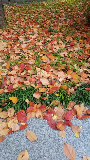 낙엽,붉은낙엽,걷기,명동,가을,가을,계절,fall,autumn,season,leaf,잎,plant,식물,tree,나무,ground,바닥