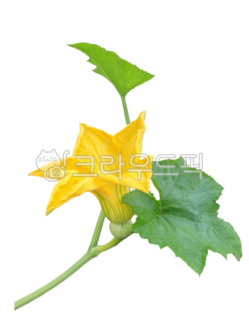 꽃누끼,호박꽃,노랑꽃,생화누끼,호박덩굴,생화png,포토샵소스,꽃디자인소스,그래픽소스,꽃스티커,꽃아이콘,생화스티커
