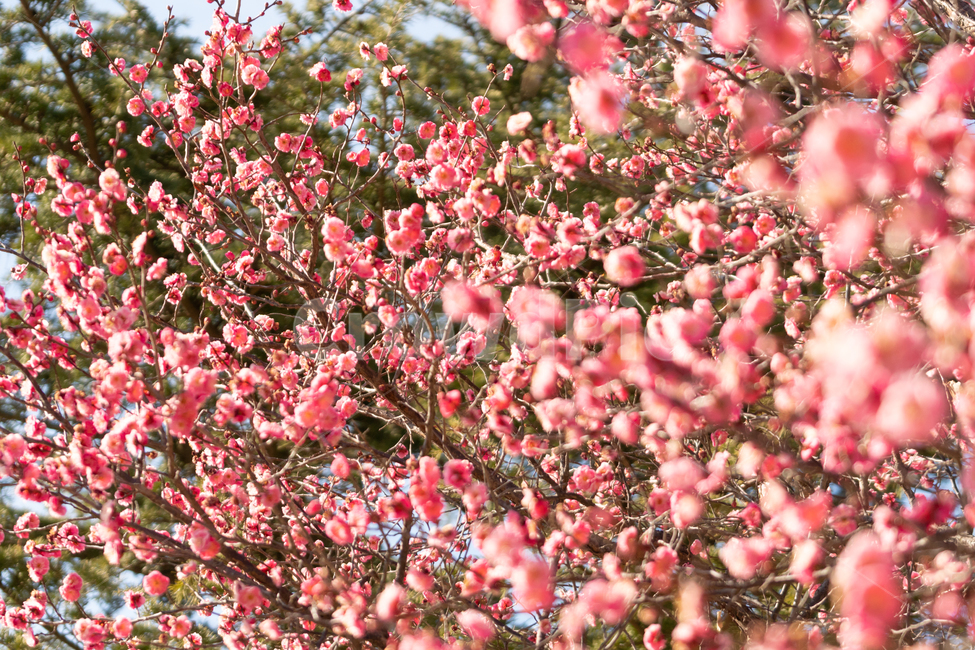 봄,매화,홍매화,나무,꽃,봄꽃,봄,계절,spring,season,식물,자연,plants,nature,꽃,flower,plant
