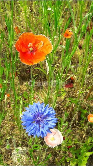 인천대공원,어울정원,수레국화,개양귀비,꽃,식물,자연,plants,nature,꽃,flower