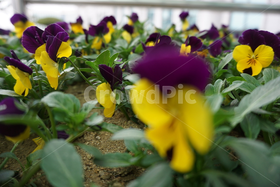 꽃,초점,화분,근접촬영,flower,식물,자연,plants,nature,꽃,flower