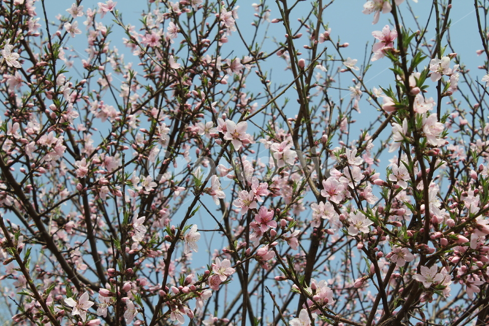 자연,식물,풍경,꽃,봄풍경,아름다움,식물,자연,plants,nature,꽃,flower