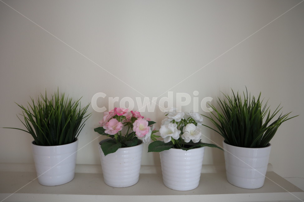 조화,화분,장식,flower,꽃,핑크색,하얀색,blossom,식물,자연,plants,nature,꽃,flower