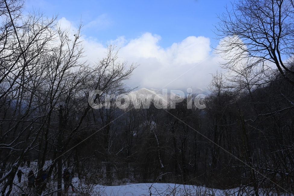 태백산,눈,겨울,풍경,설경,winter,snow,겨울,계절,winter,season,자연,풍경,nature,landscape,한국자연풍경,한국자연경관,korea nature landscape,plant,식물,tree,나무,abies,아비,fir,전나무