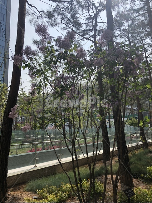 자연,꽃,식물,건물,회사,풍경,아침